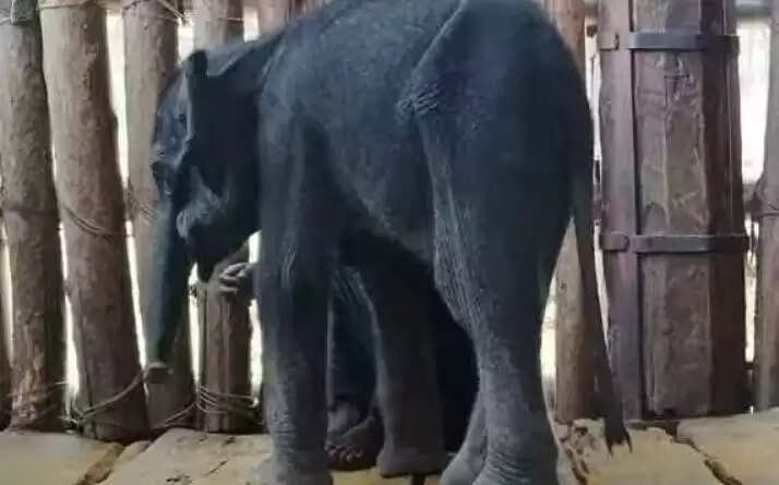 குட்டி யானை