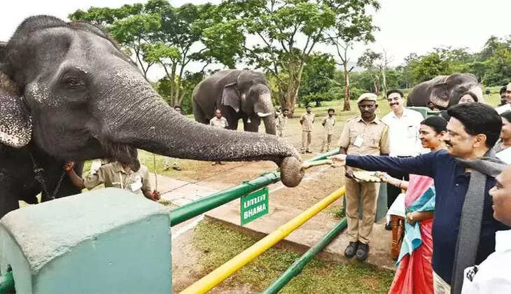  யானைக்கு கரும்பு கொடுத்து மகிழ்ந்தார் முதல்வர் மு.க.ஸ்டாலின்!