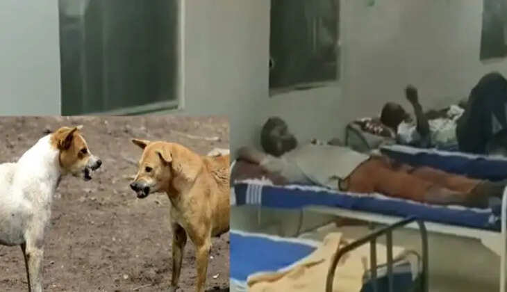 கடலூர் வெறிநாய் கடித்து 10 பேர் காயம்