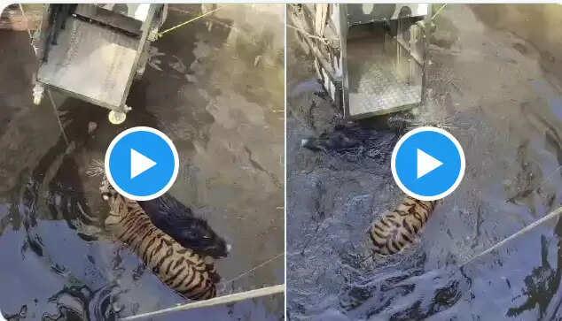 வைரல் வீடியோ... கிணற்றில் விழுந்த புலி, காட்டுப்பன்றி... திக் ,திக் நிமிடங்கள்!