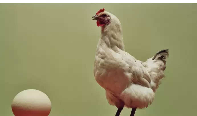 கோழி முட்டை