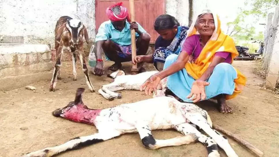 ஆடுகள் உயிரிழப்பு... நிவாரணம் வழங்க கிராம மக்கள் கோரிக்கை!