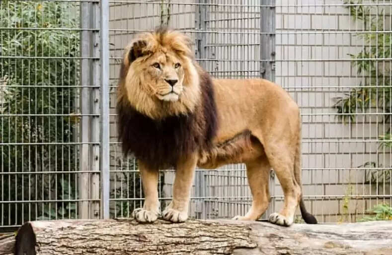 சிங்கம்