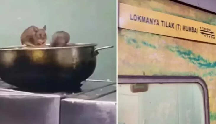 ரயில் உணவை சாப்பிடும் எலி