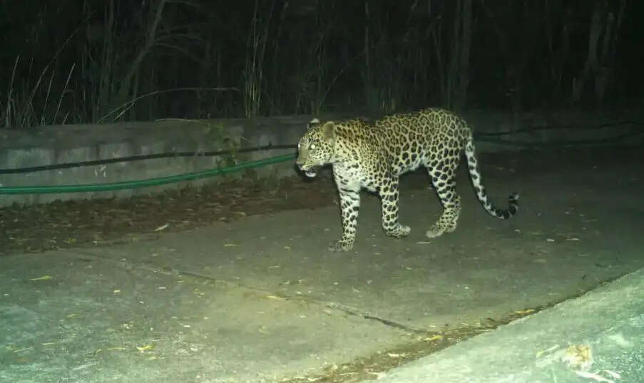 சிறுத்தை