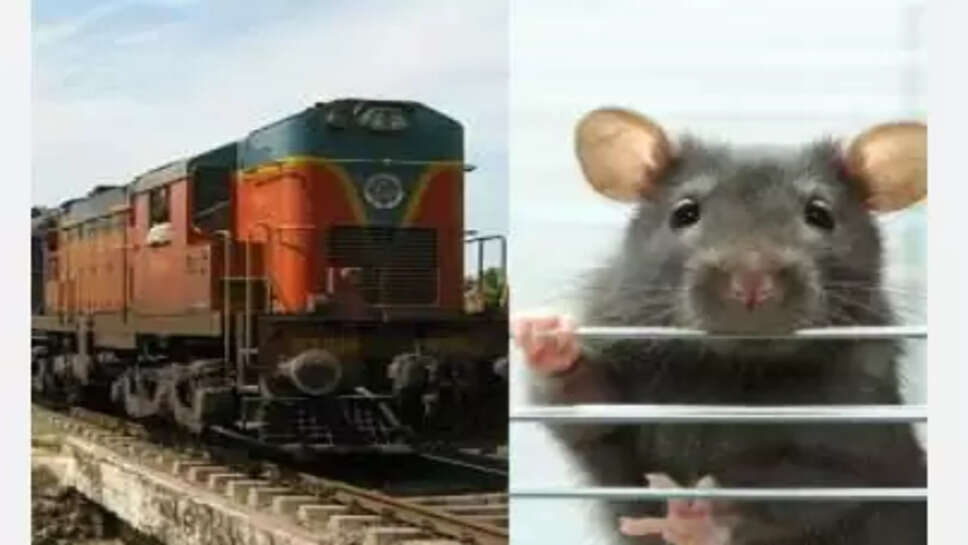 ரயில்களில் எலி