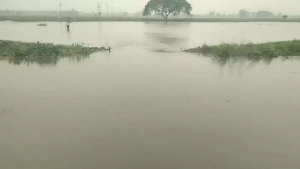 கனமழை நீரில் மூழ்கிய பயிர்