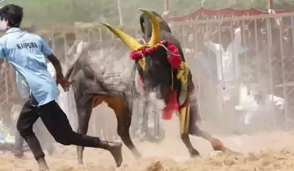 மஞ்சுவிரட்டு ஜல்லிக்கட்டு