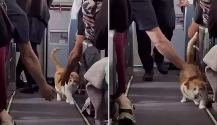 விமானத்தில் பூனை