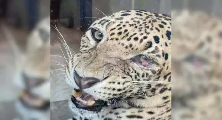 சிறுத்தை