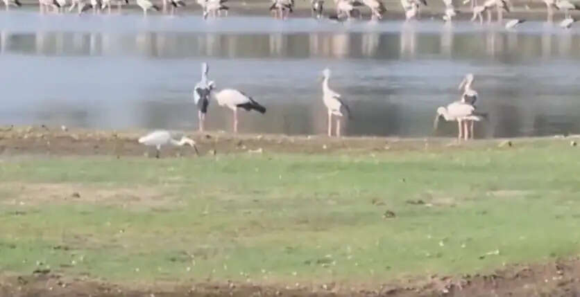 ஆரணி பறவைகள் ஏரி