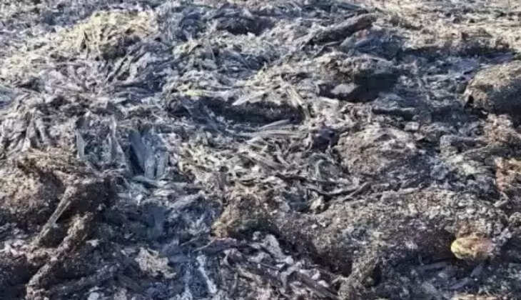 தீயில் கருகிய ஆடுகள்