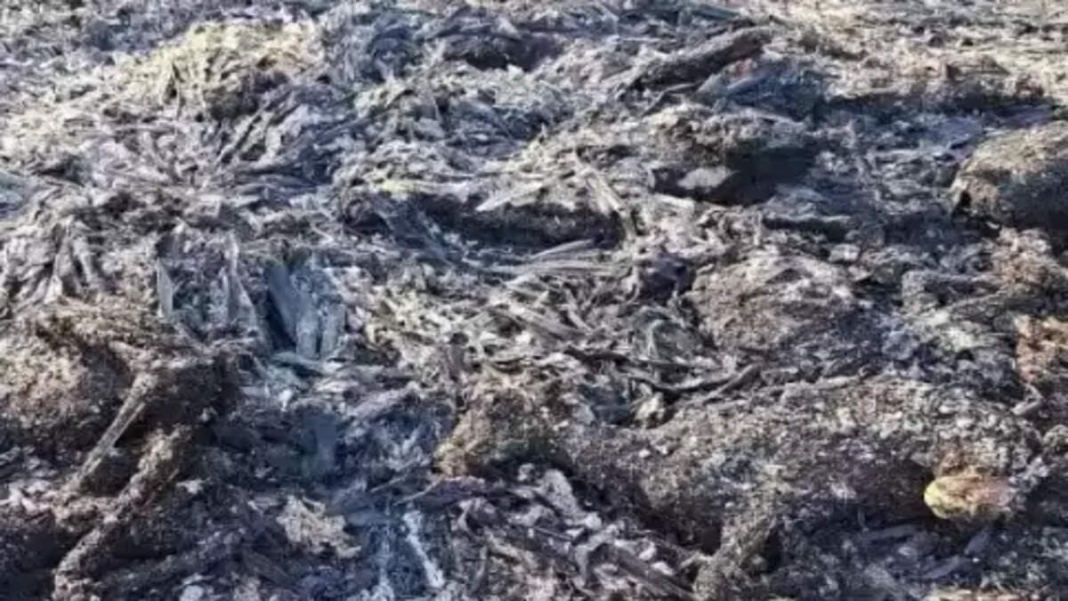 தீயில் கருகிய ஆடுகள்