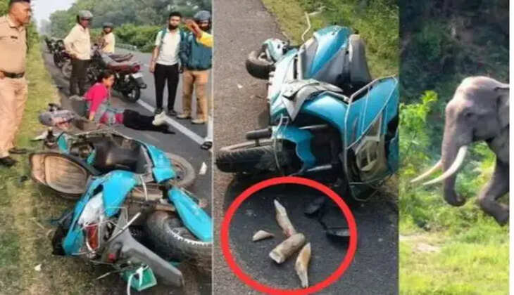 யானை