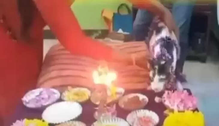 மதுரையில் பூனைக்கு வளைகாப்பு