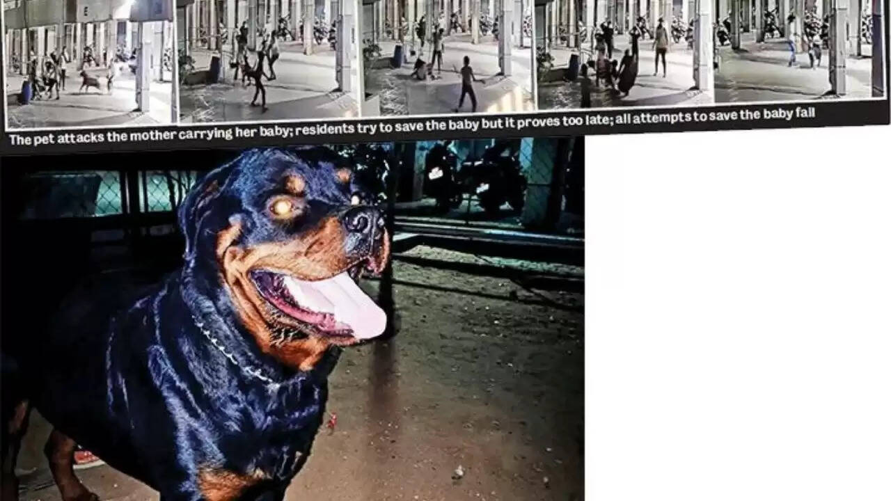 தொடரும் சோகம்... ராட்வீலர் நாய் கடித்து குதறியதில் 4 மாத குழந்தை பரிதாப பலி!