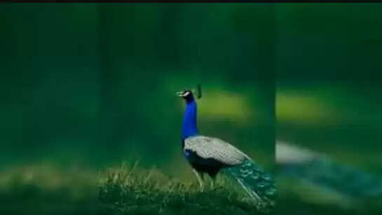 மயில்கள்