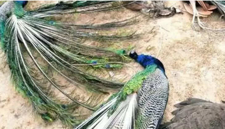 பிரியாணி