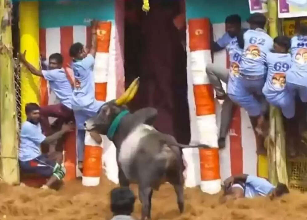 பாலமேடு ஜல்லிக்கட்டு