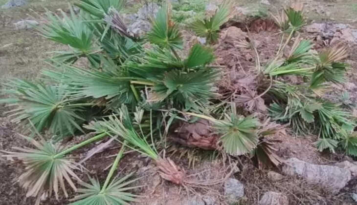 தவெக மாநாடு