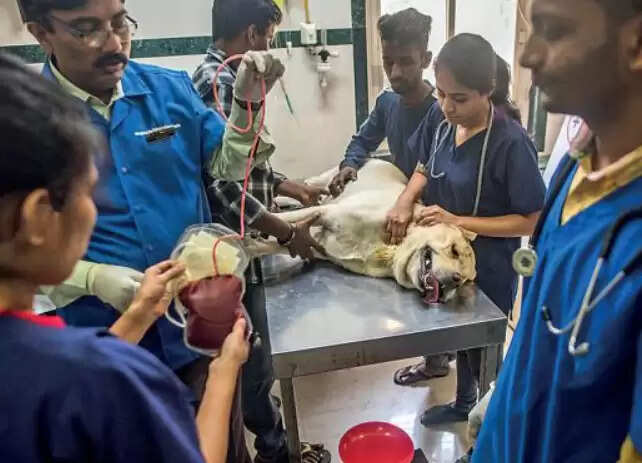 கால்நடை மருத்துவ படிப்பு