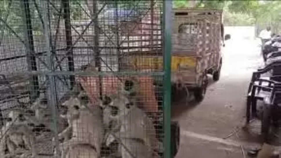 பொதுமக்களுக்கு தொல்லை... 33 குரங்குகளை கூண்டு வைத்து பிடித்த வனத்துறை!