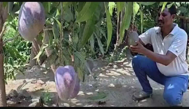 மியாசாகி