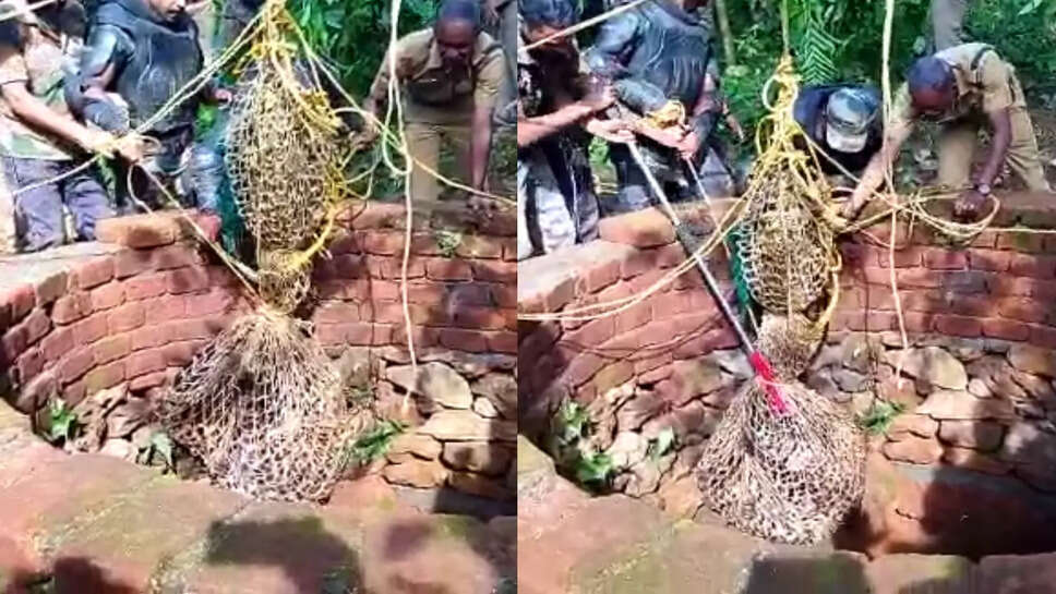 சிறுத்தை