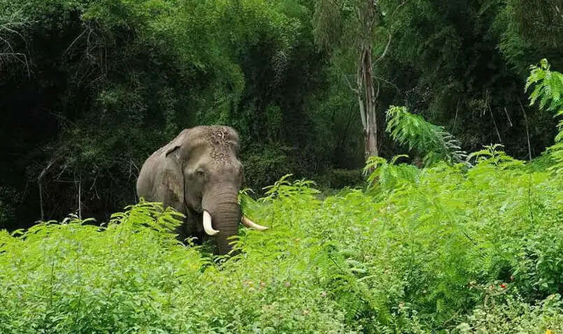 யானை காட்டுயானை