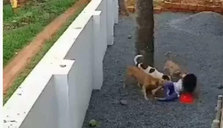 தெருநாய்கள்