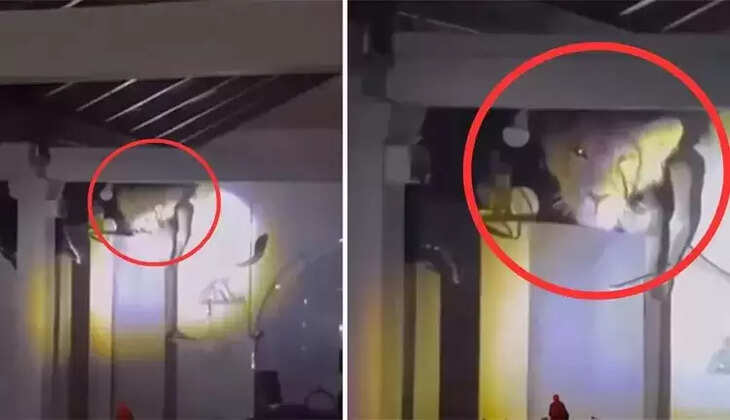  வீட்டின் சமையல் அறையில் பதுங்கி இருந்த சிங்கம்