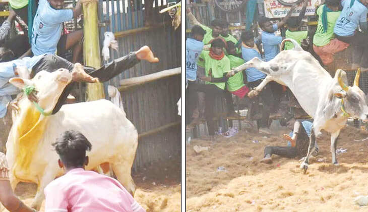 ஜல்லிக்கட்டு