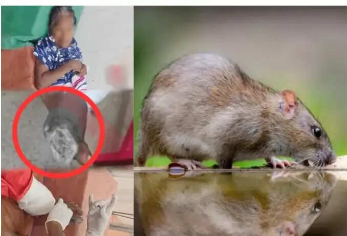 rat