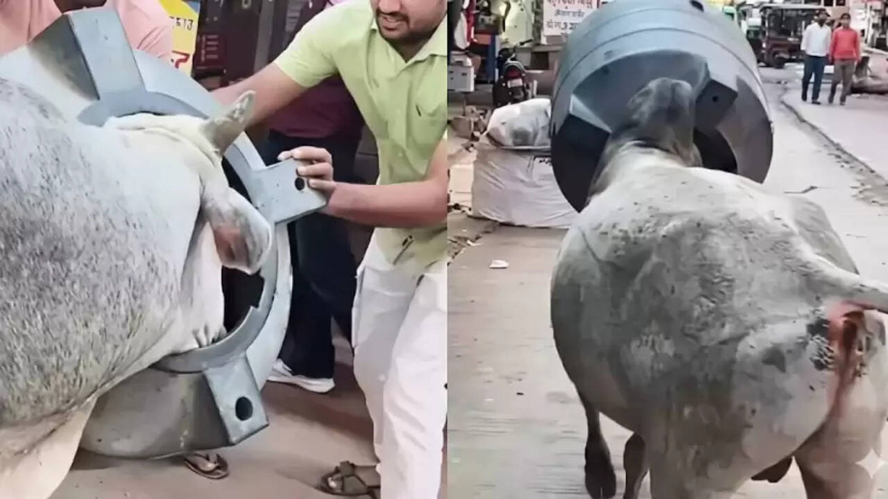 தண்ணீர் டேங்க்குக்குள் தலையை மாட்டிக் கொண்ட காளை... சந்தையை அலற விட்ட விபரீதம்... வைரல் வீடியோ!