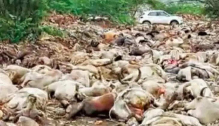 மாடுகள்