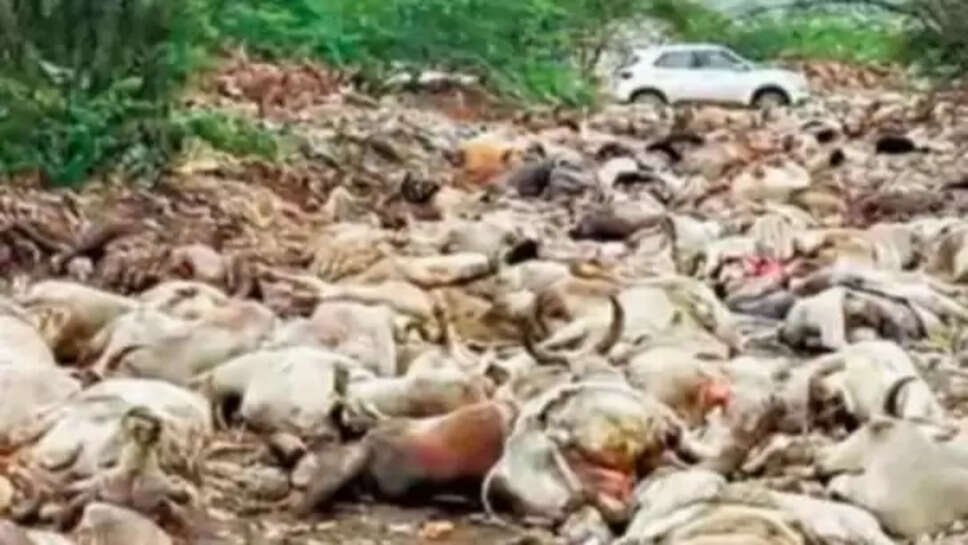 மாடுகள்