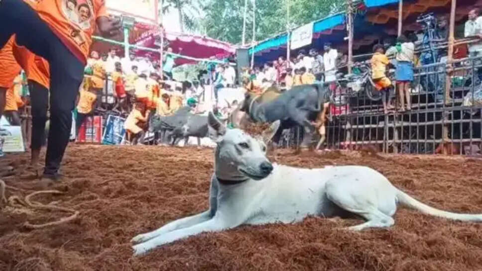 ஜல்லிக்கட்டு நாய்