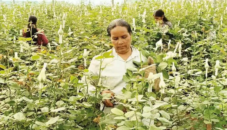 காதலர் தினம் ரோஜா ரோஸ் ஓசூர்