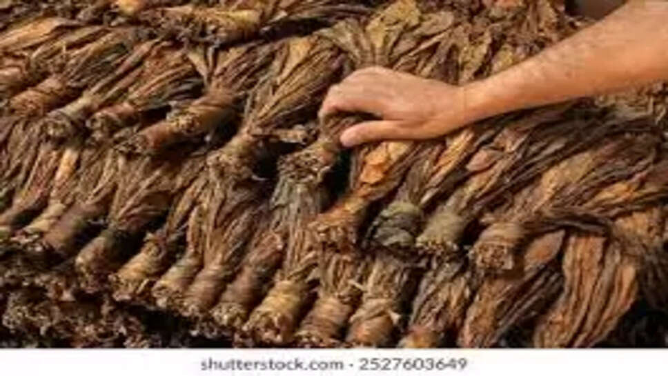 புகையிலை