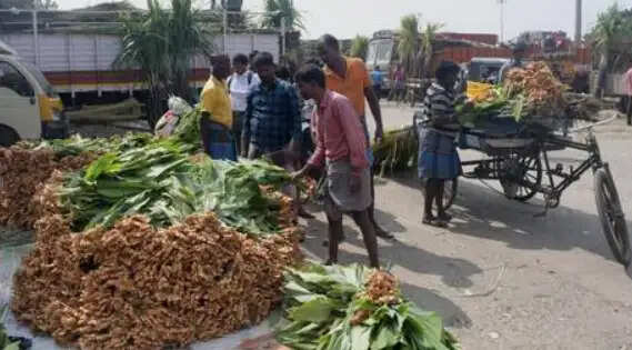 மஞ்சள், இஞ்சி