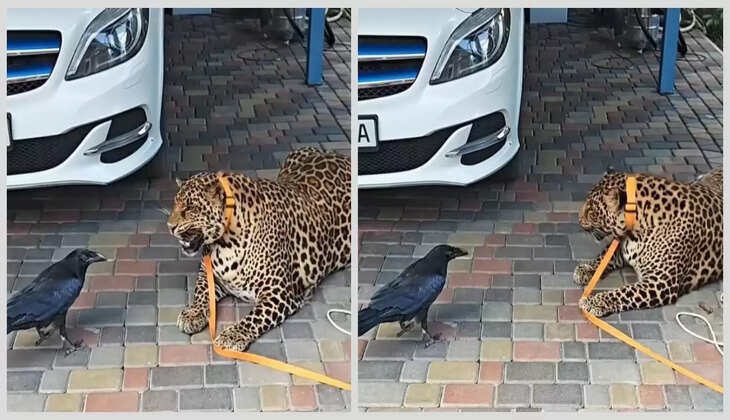 ஜாக்குவாரை நடுங்க வைக்கும் காகம்