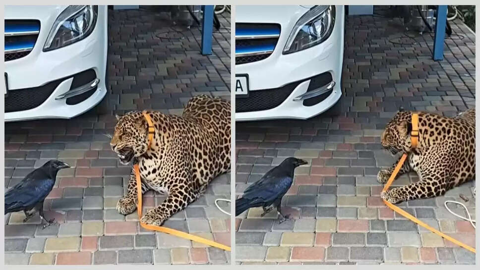 ஜாக்குவாரை நடுங்க வைக்கும் காகம்