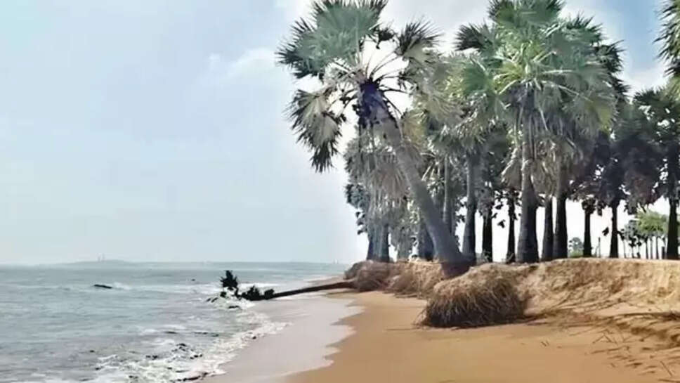 பனைமரங்கள்