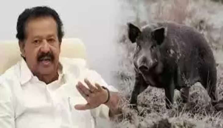 பொன்முடி 