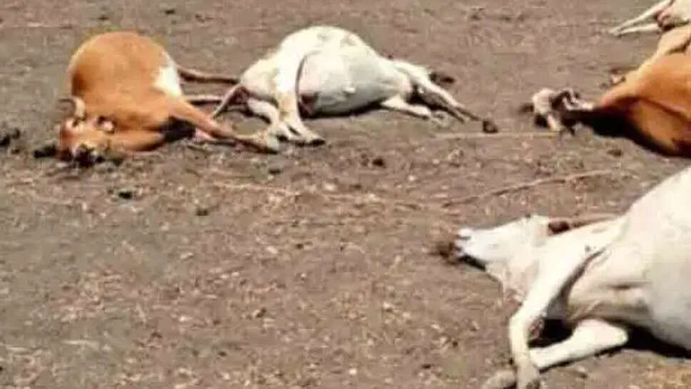 மாடுகள்  உயிரிழப்பு