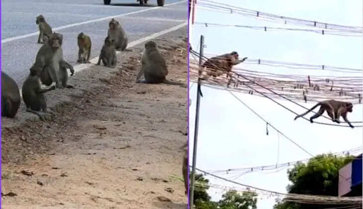 குரங்குகள்