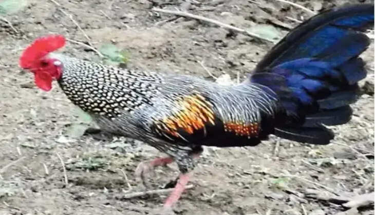 காட்டுக்கோழி