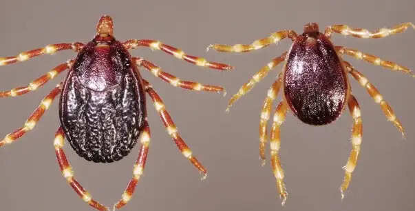 காங்கோ காய்ச்சல்