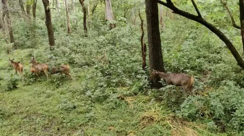 கட மான் மான்கள்