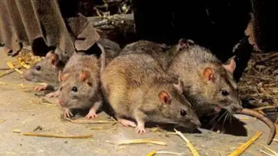 ​வேலைவாய்ப்பு 